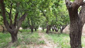 خرید و فروش باغ چه نکاتی دارد؟