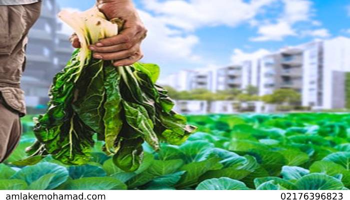 زمین کشاورزی بخرم یا مسکونی