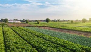 خرید زمین کشاورزی در خسروان؛ مزایا و معایب